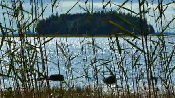 Hojas de lengüeta con lago en el fondo — Vídeos de Stock