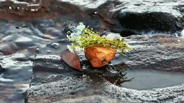 Ramo de flores azules en una piedra en la orilla del lago — Vídeo de stock