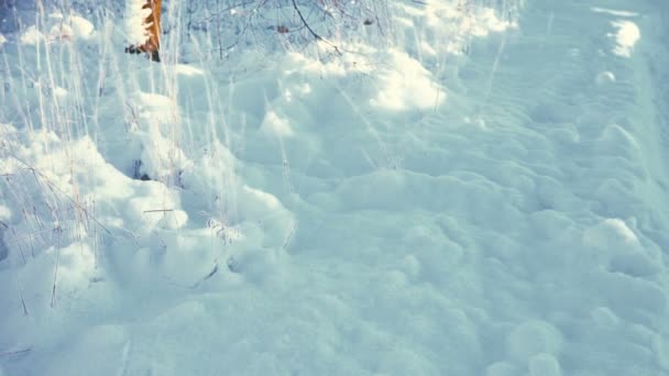 Grama seca sob a neve na luz solar contrária — Vídeo de Stock