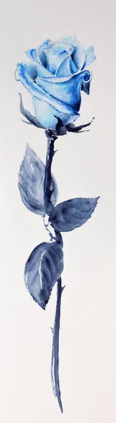 Single Blue Rose Als Symbool Van Liefde Handtekening Aquarel Wit — Stockfoto