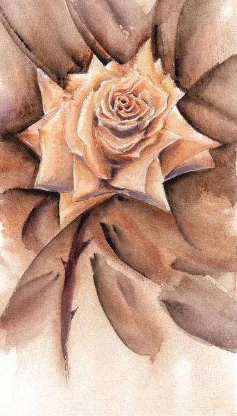 一朵棕色的玫瑰是爱情的象征 白纸上手绘水彩画 — 图库照片
