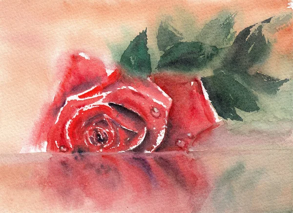 Single dark red rose with drops on a surface as a symbol of love. Hand drawing in watercolor on white paper