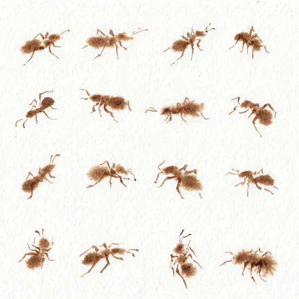 Set Con Dieciséis Diferentes Formas Hormigas Imágenes Mano Café Dibujada —  Fotos de Stock