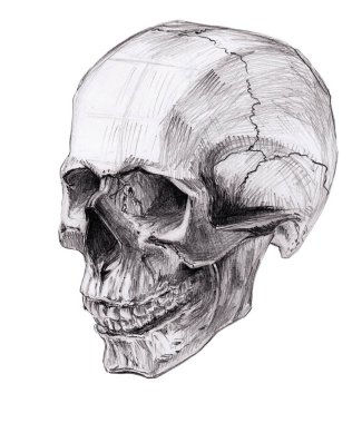 İnsan kafatası. Sanatsal el çizimi. Beyaz arkaplanda izole