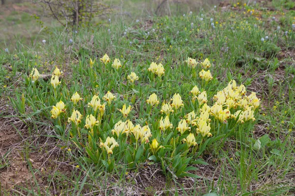 Dwarf irises (pontica), listed in the Red Book are typical plants of the South Bug river areal. April, spring. National natural park \