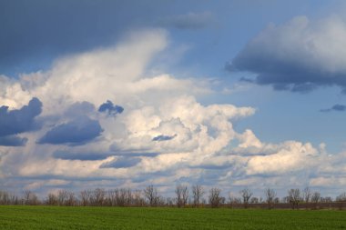 Part of blue sky and lot of clouds landscape in sunny dsy. State of nature before the rain. Green field and row of trees on  horizon line. 