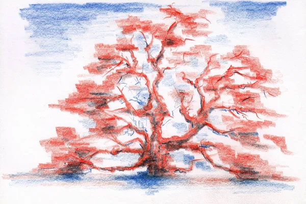 Stylized Oak Tree Red Blue Colors Pencil Hand Drawing Picture — 스톡 사진
