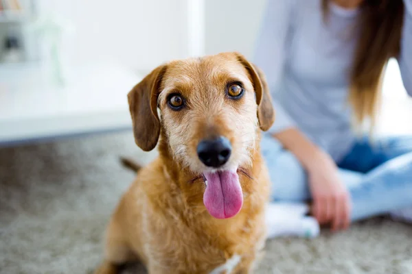 Mulher bonita com cão brincando em casa. — Fotografia de Stock