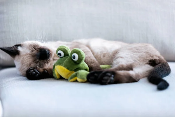 Retrato Pequeno Gatinho Siamês Bonito Dormindo Sofá Enquanto Abraça Sapo — Fotografia de Stock
