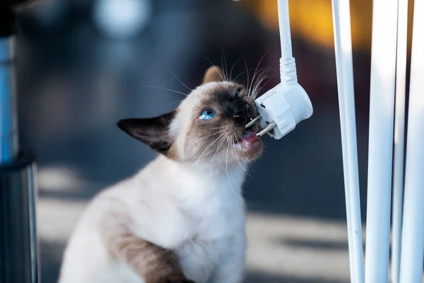 Shot Van Kleine Siamese Kitten Spelen Met Laptop Kabel Woonkamer — Stockfoto