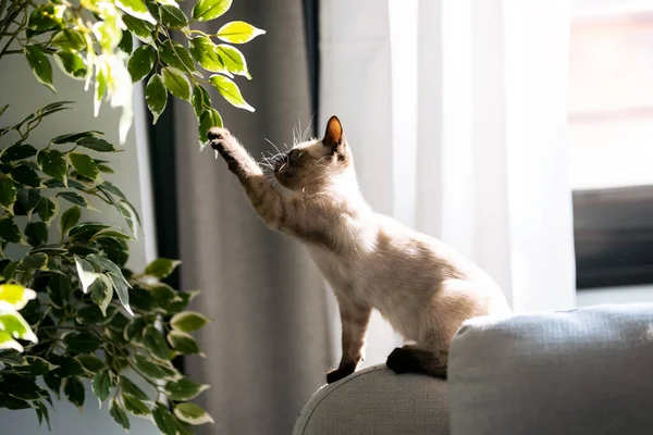 Tiro Gatinho Siamês Sentado Sofá Sob Planta Verde Brincando Com — Fotografia de Stock