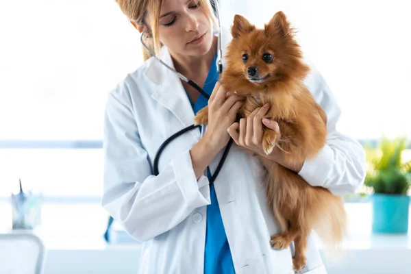 Shot Beautiful Young Veterinarian Woman Using Stethoscope Listening Heartbeat Cute — Stock Photo, Image