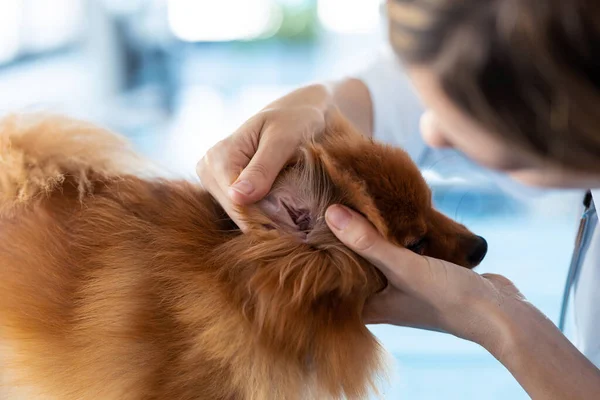 Lövés Gyönyörű Fiatal Állatorvos Ellenőrzése Fülét Aranyos Szép Pomerániai Kutya — Stock Fotó