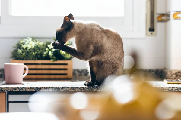 Tiro Gato Siamês Bonito Lambendo Suas Patas Enquanto Sentado Mesa — Fotografia de Stock