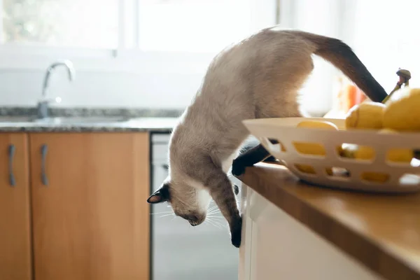 Знімок Милої Сіамської Кішки Стрибає Кухонного Столу Вдома — стокове фото