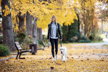 Sonbaharda güzel golden retriever köpeğiyle parkta yürürken çekilen çekici genç kadın..