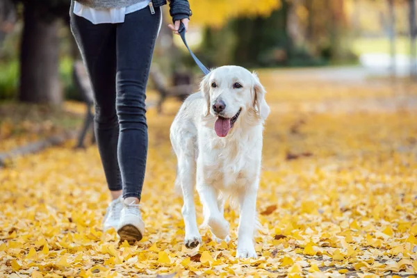 年轻女子和她可爱的金毛猎犬在公园里散步时的特写镜头 — 图库照片