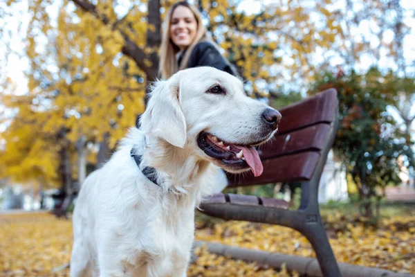 Parkta Bankta Otururken Güzel Golden Retriever Köpeğiyle Ilgilenen Oynayan Çekici — Stok fotoğraf