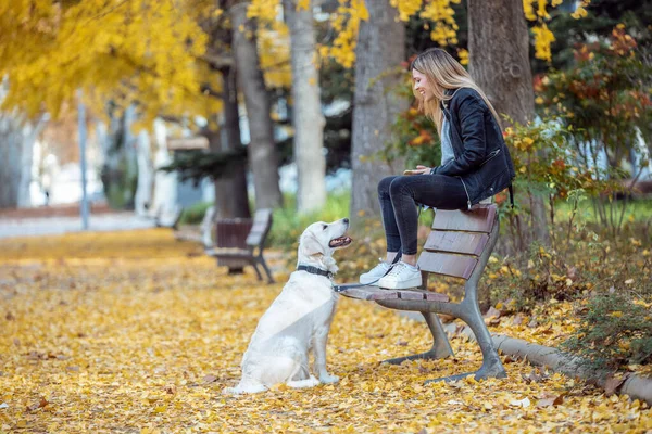 Parkta Bankta Otururken Güzel Golden Retriever Köpeğiyle Ilgilenen Oynayan Çekici — Stok fotoğraf