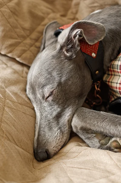 Sleeping Whippet in Sepia — Stock Photo, Image