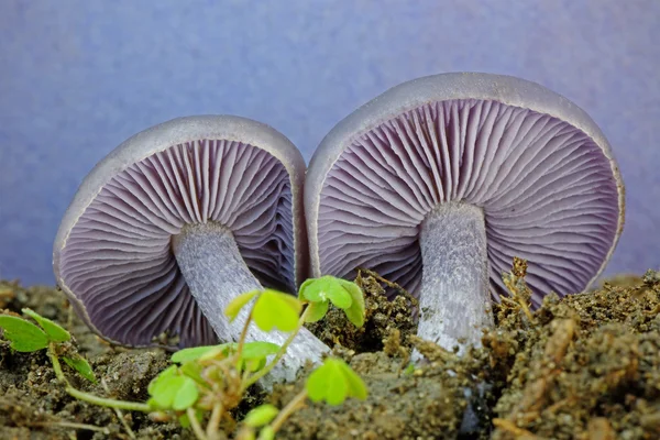 Аметист обманщик гриб (Laccaria amethystina) — стокове фото