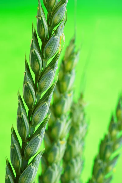 An Unripe Ear of Wheat in Close Up — Stock Photo, Image