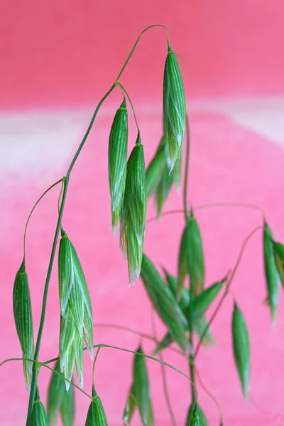 An Unripe Ear of Oats in Close Up on a Pink Background — Stok fotoğraf