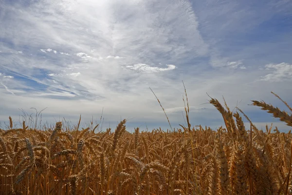 Wheat in a Field - Close up — Stock Photo, Image