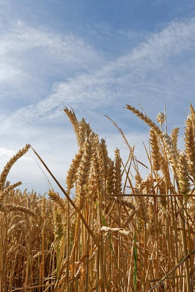 Wheat in a Field - Close up — Stock Photo, Image