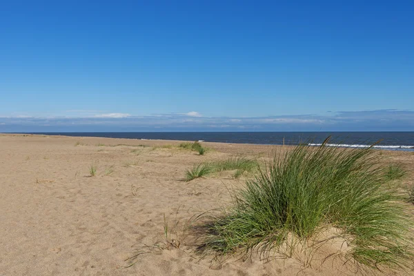 Erba di Marram (Ammophila Arenaria ) — Foto Stock