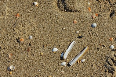 Cockle ve jilet midye kabukları