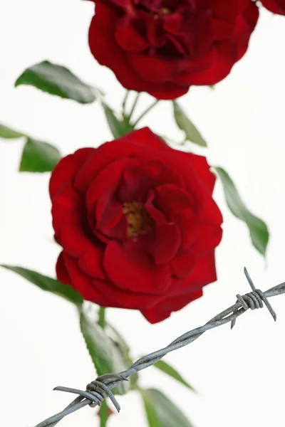 Eingesperrte Rosen — Stockfoto