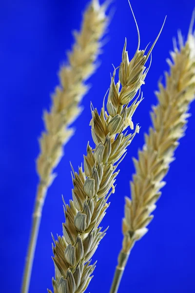 Barley Close Up — Stock Photo, Image