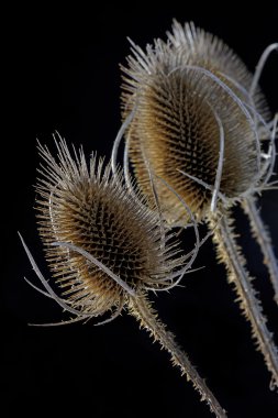Vahşi Teasel (Dipsacus Fullonum) Kapat'kadar
