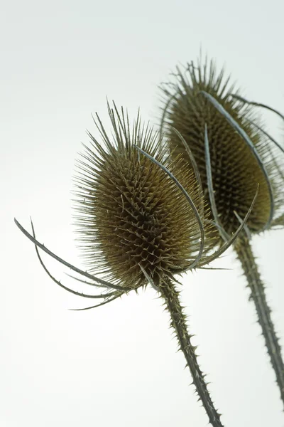 Vahşi Teasel (Dipsacus Fullonum) Kapat'kadar — Stok fotoğraf