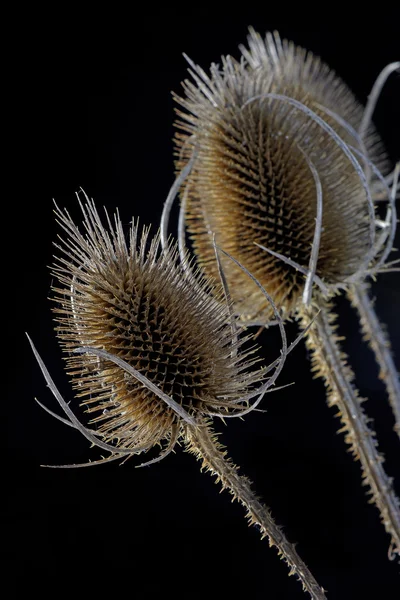 Vahşi Teasel (Dipsacus Fullonum) Kapat'kadar — Stok fotoğraf