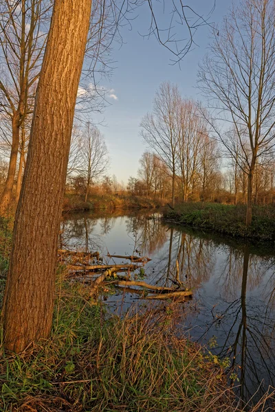 Bäume Säumen Winter Die Ufer Eines Ländlichen Flusses — Stockfoto
