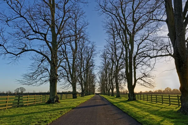 Oaks Lining a Country Lane om vinteren – stockfoto