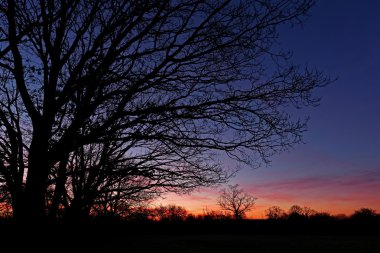 Kışın karşı bir renkli şafak gökyüzü kontrast ağaçlar.