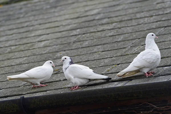 White Doves on a Roof