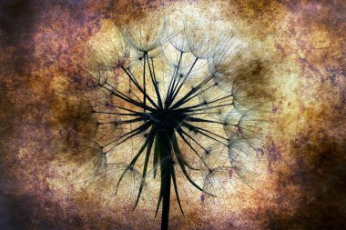 Karahindiba grunge arka plan