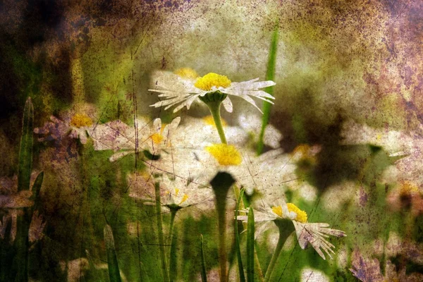 Camomile on a field grunge concept — Stock Photo, Image