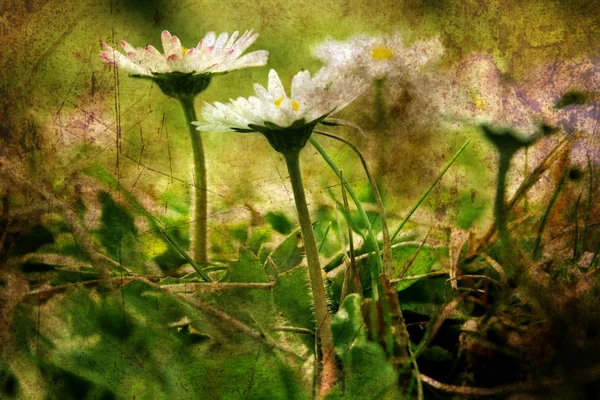 Camomile on a field grunge concept — Stock Photo, Image