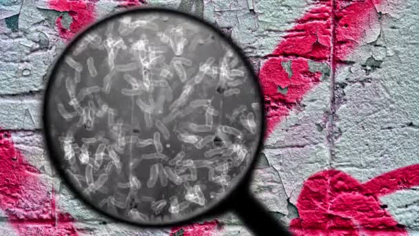Búsqueda de bacterias en la superficie — Vídeos de Stock