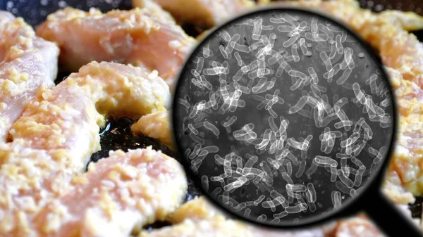 Auf Der Suche Nach Bakterien Hühnerfleisch — Stockfoto