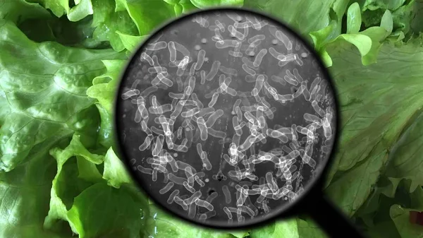 Пошук Бактерій Салаті — стокове фото