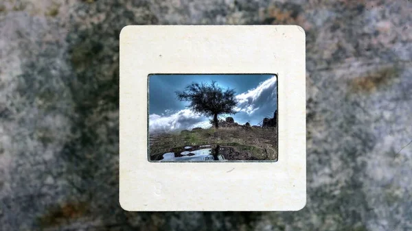 Albero Solitario Che Riflette Acqua Pellicola Vintage Slide — Foto Stock