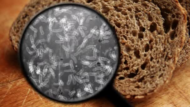 Op zoek naar bacteriën in brood — Stockvideo