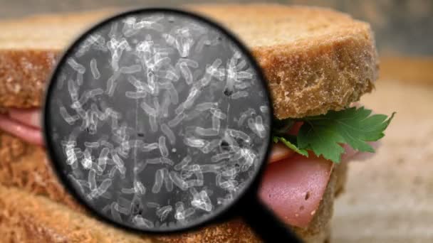 Op zoek naar bacteriën in brood — Stockvideo