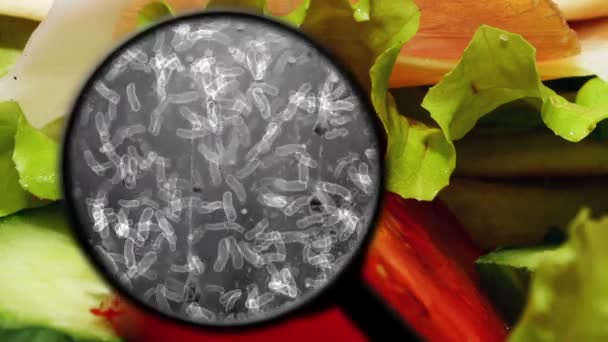 Auf der Suche nach Bakterien in Lebensmitteln — Stockvideo